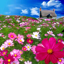 纳格兰花子种子大花波斯菊花种子混色格桑花种籽子四季庭院室外花籽野花组合 格桑花/矮杆混色/一斤