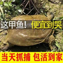 鲜美惊 大甲鱼活体黄沙鳖生态王八水产中华鳖鳖苗鲜活团鱼特产 2.3-1.8斤野塘甲鱼
