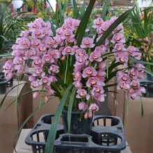 浓香型兰花苗大花蕙兰墨兰建兰花卉盆栽绿植室内植物盆景兰花盆栽 花香富贵 3苗【易成活】+肥料