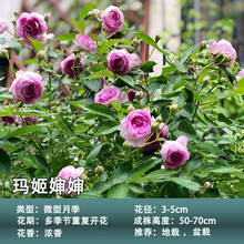 【灌木套餐】果汁阳台天方夜谭月季花苗特大花卉盆栽开花浓香HKML 玛姬婶婶【小花四季】 不含盆