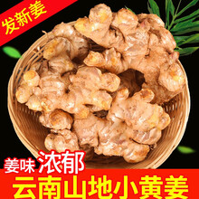 云南生姜新鲜小黄姜云南小黄姜5斤老姜干姜农家蔬菜黄姜沙姜仔姜嫩姜10斤 10斤