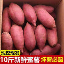 新鲜红薯红沙土地红心蜜薯小香薯地瓜现挖5/10斤 5斤 新鲜直达
