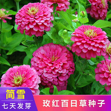 百日草种子混色百日草花种子四季易种百日菊步步高开花花籽鲜花盆栽阳台庭院公园花海花卉种子简雪 玫红百日草种子1斤