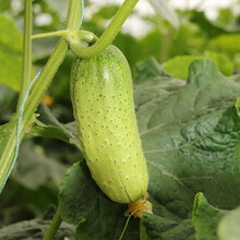 寿禾 旱黄瓜种子家庭种植蔬莱阳台庭院绿刺本地水果黄瓜东北瓜大田秋季四季播种疏蔬菜菜子种籽种孑菜籽菜仔 爬满地 春秋地黄瓜5g装约200粒