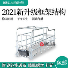 智农优品 落地式母猪产床定位栏限位栏简易产床单个猪位一个栏位养猪设备 升级版热镀锌2.5厚落地式母猪位(70宽）顺丰发货