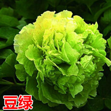 正宗洛阳牡丹花种子观赏花卉室内外庭院植物盆栽重瓣牡丹花苗花籽 豆绿10粒Y