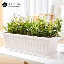 九千谷 种植盆种菜盆种花盆白色1个装 长方形种菜盆家庭阳台盆栽种菜四季绿色蔬菜盆景49*20cm 带托盘3699