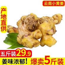 【信宜馆】广东茂名沙姜嫩 山东云南老生姜新鲜正宗特产白切鸡山奈农家小黄姜大香浓3斤5斤 云南小黄姜5斤 新鲜