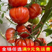马蹄番茄种孑种子苗大西红柿种籽潮汕老品种四季春季蔬菜阳台盆栽 巨型牛排番茄种子散装 5粒
