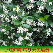 花种孑籽风车虎头白紫非洲花种子粒盆栽植物室内浓香四季 银丝茉莉100粒+2包有机肥