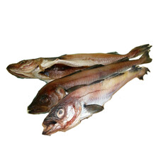 延边特产半干燥明太鱼新鲜狭鳕鱼蒸煮切片鱼 6条整条鱼【约38cm 4袋调料】