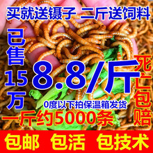 面包虫活体黄粉虫活体种虫龙鱼乌龟仓鼠蜥蜴石蛙鸟饲料引种养殖 一千条2.5cm