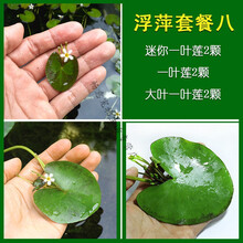 鱼缸浮萍水草活体水生植物浮性除NO3净化水质微景观水族箱满AMO PETRIC 浮萍套餐八
