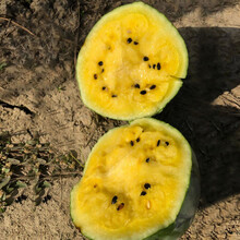 寿禾 水果种子早春红玉西瓜小西瓜幼苗薄皮特甜春秋季播种家庭种植阳台盆栽庭院大田水果种籽种孑秧苗菜仔 安生安妮西瓜种子100粒/袋绿皮黄瓤