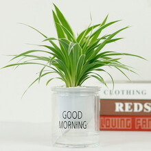 长寿花发财树九里香虎皮兰文竹大叶金钻芦荟栀子花花卉盆栽文竹水培植物盆栽花卉室内盆景绿植吊兰海棠 【单盆】吊兰 带盆栽好发货