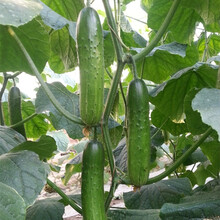 金龍蔬果黄瓜种籽 四季绿宝黄瓜种子 春秋水果黄瓜种孑 节节瓜小青瓜种子 蔬菜种子旱黄瓜不老化5克/包