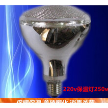 养殖保暖灯水爆仔猪保温灯 畜牧宠物保温取暖灯泡 220v保温灯麻面250w