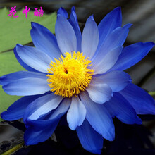 花中酷碗莲大睡莲花鱼缸庭院池塘湿地景观带芽睡莲种根荷花碗莲水生水养种子植物莲花睡莲根块根茎 兰君子18 不含盆