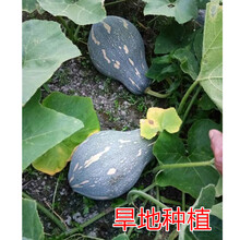 香芋南瓜种子攀藤南瓜籽小南瓜春夏秋四季播大田农家盆栽蔬菜种孑 精选香芋南瓜子10包