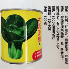 耐热矮杆青梗菜种子小白菜四季小青菜籽种油菜矮脚苏州青耐热耐寒 大禹夏绿【原罐100克】