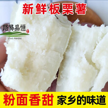 红薯白心薯四川新鲜白心红薯白瓤地瓜干粉香糯白薯商薯番薯板栗薯 五斤 新鲜