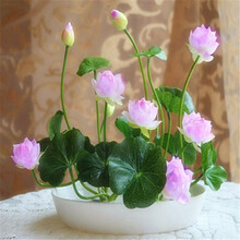 柯必达 四季水养睡莲水生碗莲荷花卉盆栽观花水培植物种子根块种藕室内花 状元红20粒+盆+营养液+泥