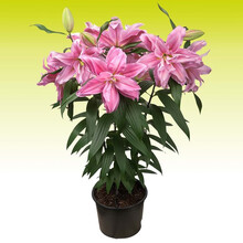 3个重瓣进口百合种球【左家花园】包开花对版顺丰发货庭院阳台盆栽香水百合花种球四季种植球宿根花卉植物 莎拉3球 16-17CM