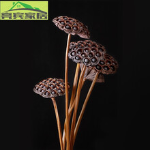超值人气ins手工云南干花树枝装饰莲蓬带籽客厅家居摆设 三束 褐色 杆子75-90厘米三束 干花包
