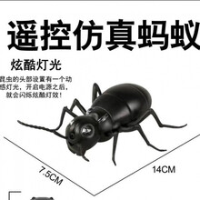 稚气熊 儿童遥控仿真蟑螂蚂蚁苍蝇电动吓人玩具抖音宠物昆虫男孩整蛊玩具 遥控蚂蚁 基础版