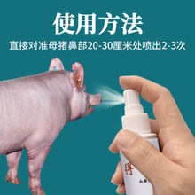 其六公猪气味剂母猪诱情剂猪用兽用诱情荷尔蒙替代公猪查情 (母猪用)诱情剂100毫升