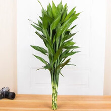追逸 富贵竹大叶 水培 植物 转运竹 净化空气 家用 客厅 招财 水养鲜切花 富贵竹10支 不含盆