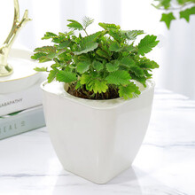 花喜鹊 盆栽花卉新奇花草 含羞草盆栽 含羞草苗子 一碰就害羞 含羞草小盆栽趣味植物 含羞草【白色方形吸水盆】1盆