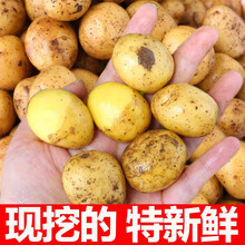 湖北恩施小土豆 恩施富硒小土豆 生鲜老品种洋芋农家自种5斤迷你 5斤 乒乓小土豆 精选