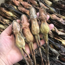 【正宗雪蛤干】整支东北长白山雪蛤油蛤蟆干林蛙干雪蛤膏雪蛤线油 足11克1支