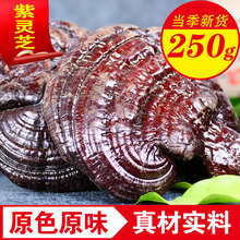 品茸堂  紫灵芝 免费切片 长白山紫灵芝 半灵芝 紫灵芝250g