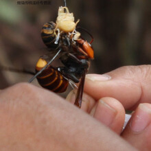 虎头蜂金环大马蜂胡蜂葫芦蜂黄蜂赛云南黑蜂活蜂现泡100只 500只