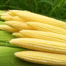 新鲜现摘甜玉米笋迷你小玉米笋水果玉米新鲜沙拉菜蔬菜食材 新鲜玉米笋【带箱9-10斤】