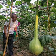 寿禾 葫芦种子大全特大文玩手捻菜葫芦水瓢葫芦瓜食用特大迷你巨型特小庭院把玩户外室内盆栽葫芦种籽 长柄葫芦种子 15粒