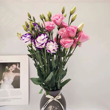 \x0a（linkinjoy） 洋桔梗双拼色（20-30）花苞鲜花居生活七夕礼物生日 基地直发xx