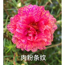 新品19色宿根重瓣太阳花苗混色多季开花耐热易养盆栽植物 肉粉条纹  带跟1棵 不含盆