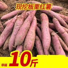 陕西板栗薯9斤红皮红薯粉糯黄白心番薯蜜薯地瓜小香薯5斤 5斤 小果