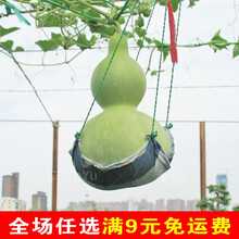 大葫芦种籽胡芦苗秧特大植物巨型仔超大四季庭院盆栽蔬菜种子种孑 大亚腰葫芦 10粒散装 【高约30-70cm】