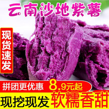 云南沙地紫薯3/5/9斤新鲜当季番薯农家板栗小地瓜 5斤 中果