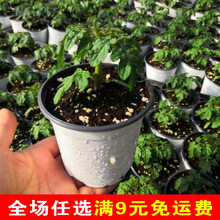 矮生小番茄盆栽苗西红柿苗带盆樱桃水果四季菜苗阳台苗秧蔬菜苗 黄矮生盆栽番茄苗 2盆 【带盆发货】