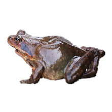 东北林蛙鲜活一斤12-13只八钱长白山母豹子活体雪蛤 两斤6/7钱母蛙(贈一斤公)