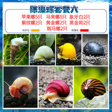 于家林子观赏螺虾蟹水族活体缸壁除藻螺观赏鱼活体鱼缸除藻清淤活化底床水族箱造景装饰 苹马5紫黄白斑黑2