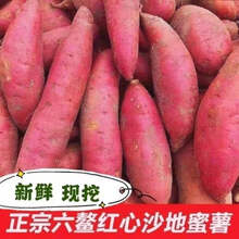 福建漳浦六鳌沙地红心甜地瓜 新鲜蜜薯红番薯小香薯净重3/5/9斤 5斤小果