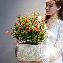 自然空间 ZRKONJN 石榴花盆栽观赏带果植物室内外四季好养易活开花盆景花卉绿植盆景 蕴陶素陶石榴花