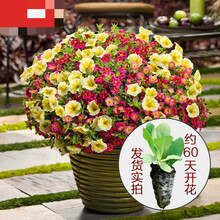 矮牵牛花苗 花园庭院阳台耐热草花 垂吊/无性系矮牵牛盆栽AP 藕色 5株不同色包邮 不含盆