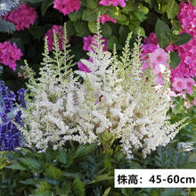 【左家花园】现货 落新妇种球 裸根苗 多年生球根花苗种子阳台花卉耐阴盆栽植 视觉白 3-5个芽头  其他